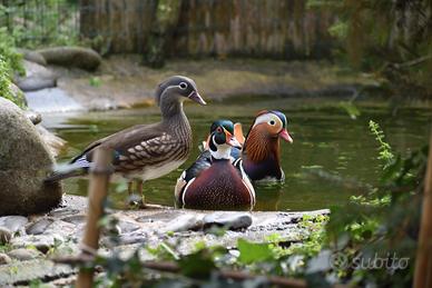 Anatre ornamentali