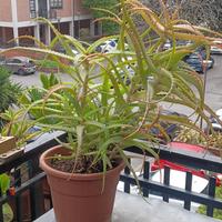 Aloe arborescens