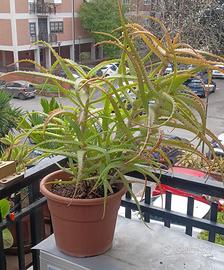 Aloe arborescens