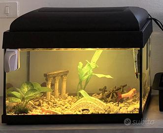 Acquario