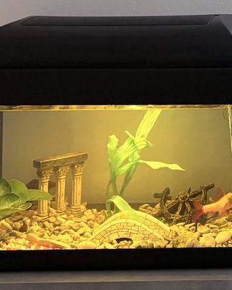 Acquario