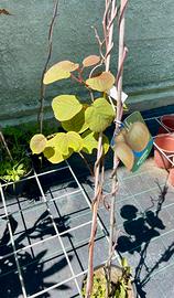 Pianta di Kiwi