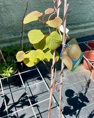 Pianta di Kiwi