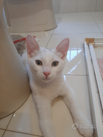 Gattini rosso e bianco