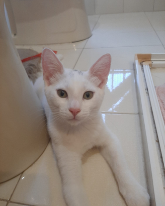 Gattini rosso e bianco