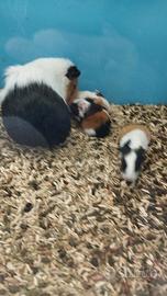 Porcellini d'india baby