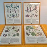 Quadri Natura