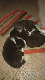 Cuccioli border collie