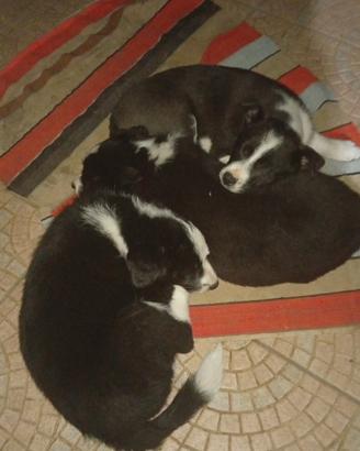 Cuccioli border collie