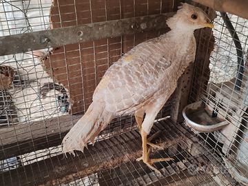 Fagiano dorato giallo