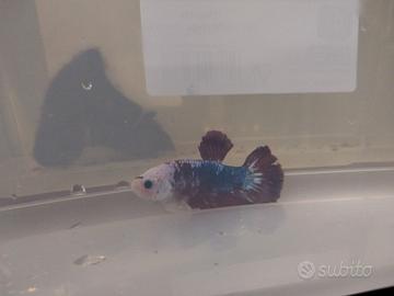 Betta splendens
