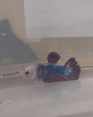 Betta splendens