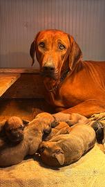 7 cucciolotti maschi di Rhodesian Ridgeback