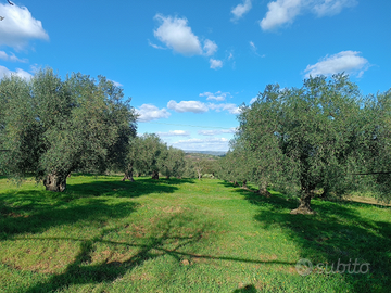 Terreno uliveto
