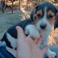 Beagle cuccioli