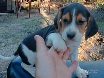 Beagle cuccioli