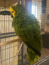 Amazzone aestiva xanthopteryx 2023