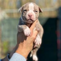 American pitbull terrier