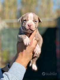 American pitbull terrier