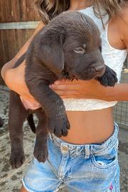 Labrador marroni con pedigree