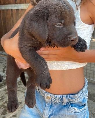 Labrador marroni con pedigree