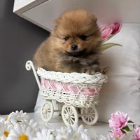 Volpino pomerania muso SCHIACCIATO cucciola