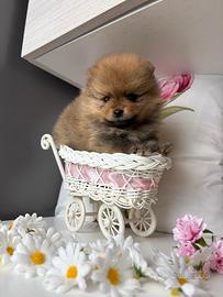 Volpino pomerania muso SCHIACCIATO cucciola
