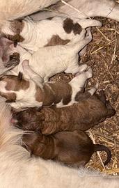 Cuccioli appena nati