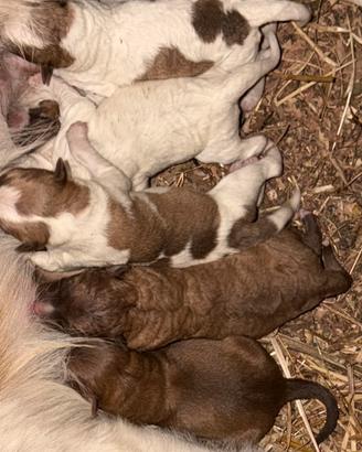 Cuccioli appena nati