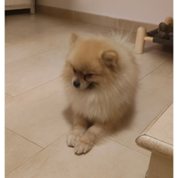 Spritz pomerania