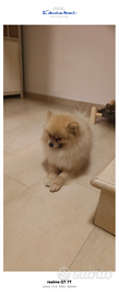 Spritz pomerania
