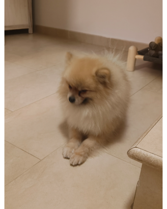Spritz pomerania