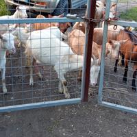 Solo x veri intenditori