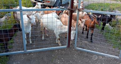 Solo x veri intenditori