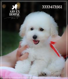 Disponibili Cuccioli di Barboncino Toy Taglia Picc