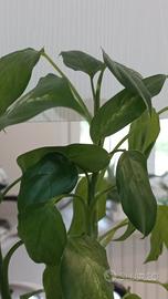 Pianta Dieffenbachia Idroponica