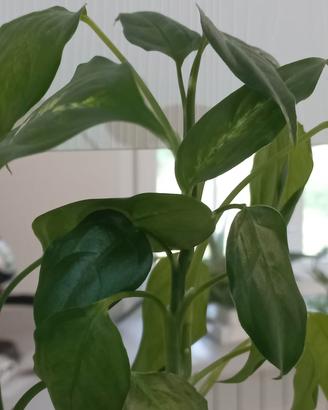 Pianta Dieffenbachia Idroponica