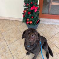 Labrador marrone con pedigree