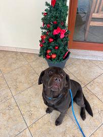 Labrador marrone con pedigree