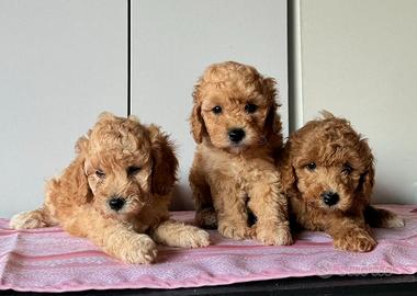 Barboncino albicocca cuccioli disponibili