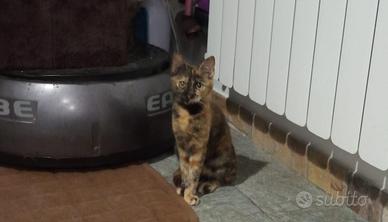 Sally gattina 6 mesi