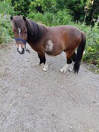Pony maschio