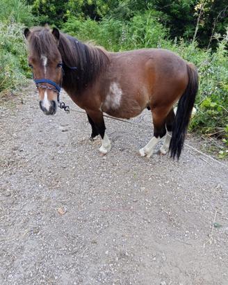 Pony maschio