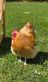 Gallo Orpington