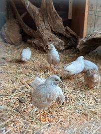 Quaglie cinesi
