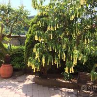 Casa vacanza Formia Gaeta 450 mt dal mare