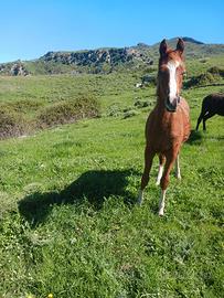 Puledro arabo