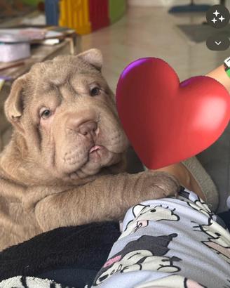 Shar Pei (disponibili)