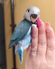 Inseparabile