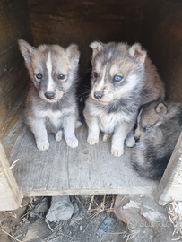 Cuccioli di siberian husky
